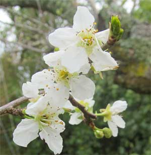 blossom-plum